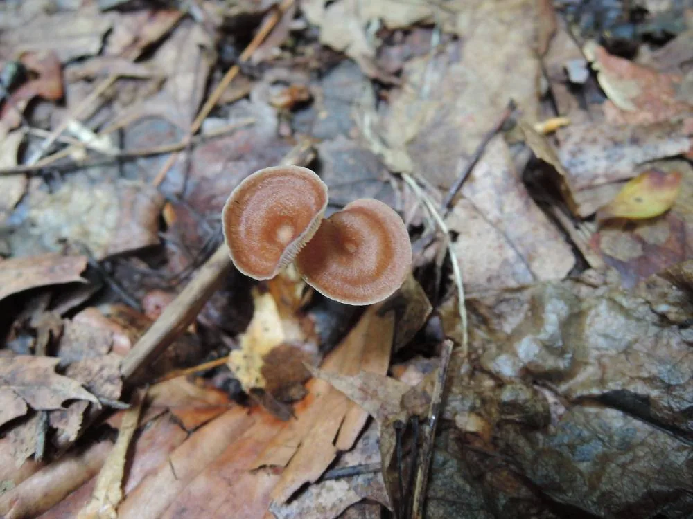 Collybiopsis biformis (Collybiopsis biformis) — photo mycologique