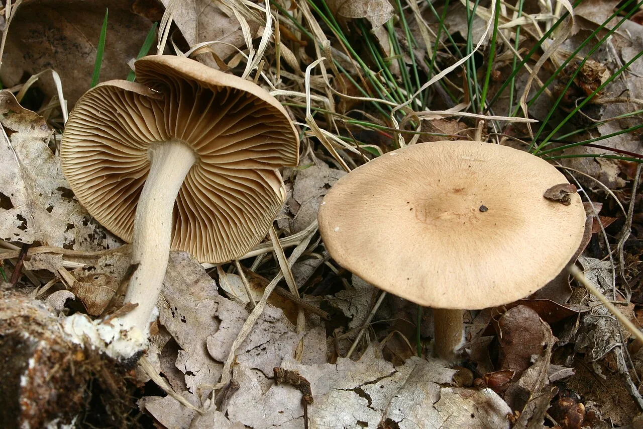 Collybiopsis peronata (Collybiopsis peronata) — photo mycologique