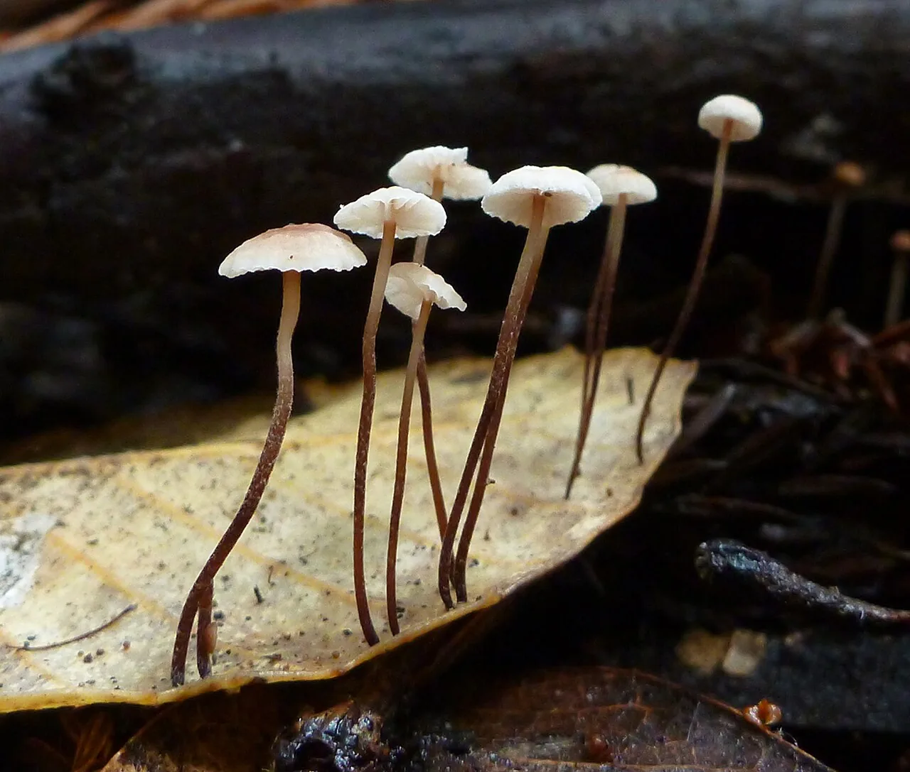 Collybiopsis polygramma (Collybiopsis polygramma) — photo mycologique