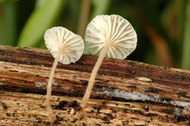 Collybiopsis ramealis (Collybiopsis ramealis) — photo mycologique