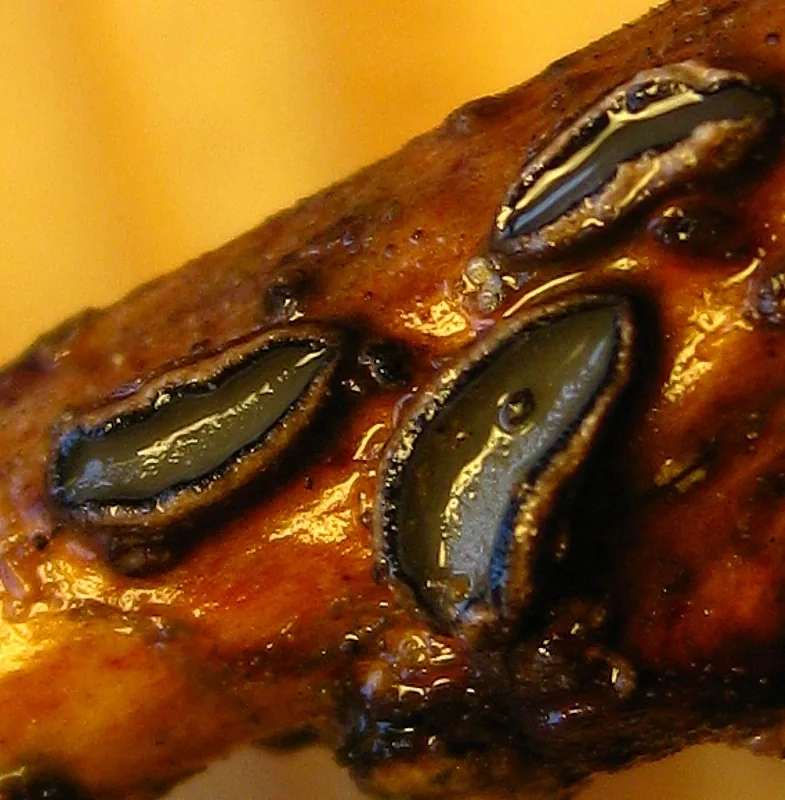 Colpoma nothofagi (Colpoma nothofagi) — photo mycologique