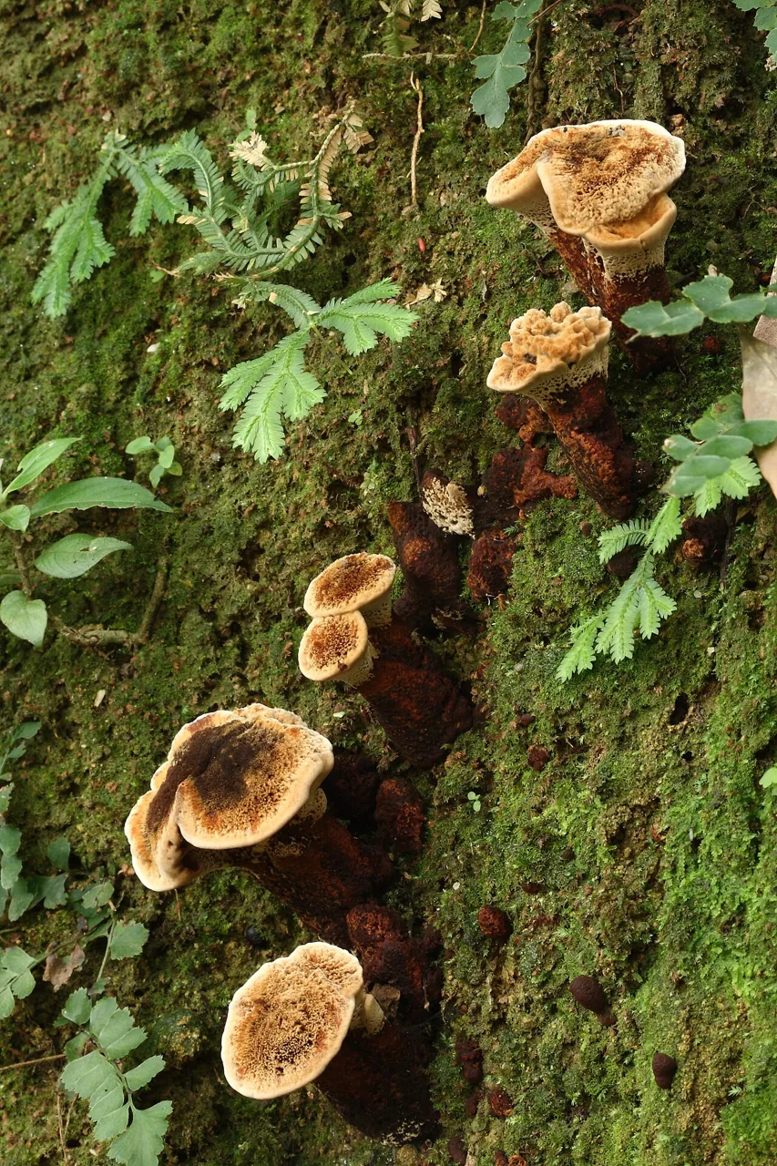 Coltricia montagnei (Coltricia montagnei) — photo mycologique