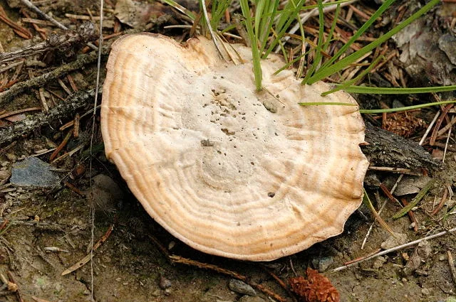 Coltricia pseudodependens (Coltricia pseudodependens) — photo mycologique