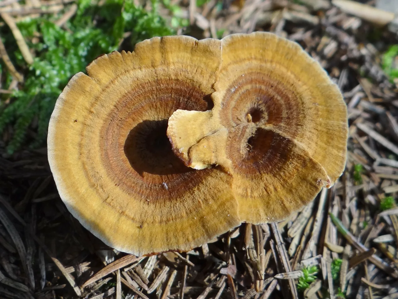 Coltriciella dependens (Coltriciella dependens) — photo mycologique
