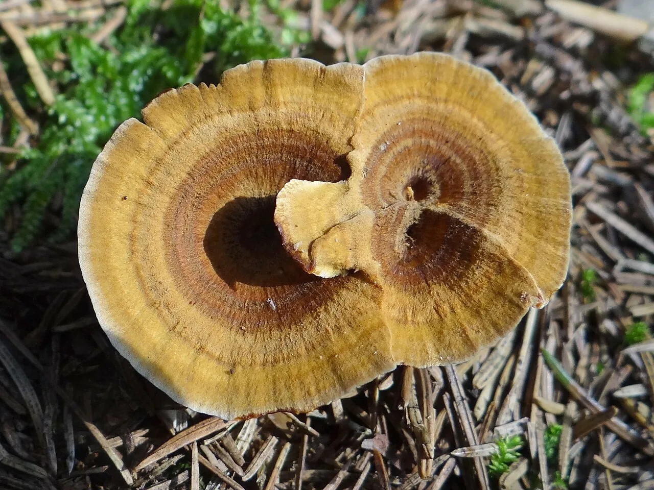 Coltriciella subpicta (Coltriciella subpicta) — photo mycologique