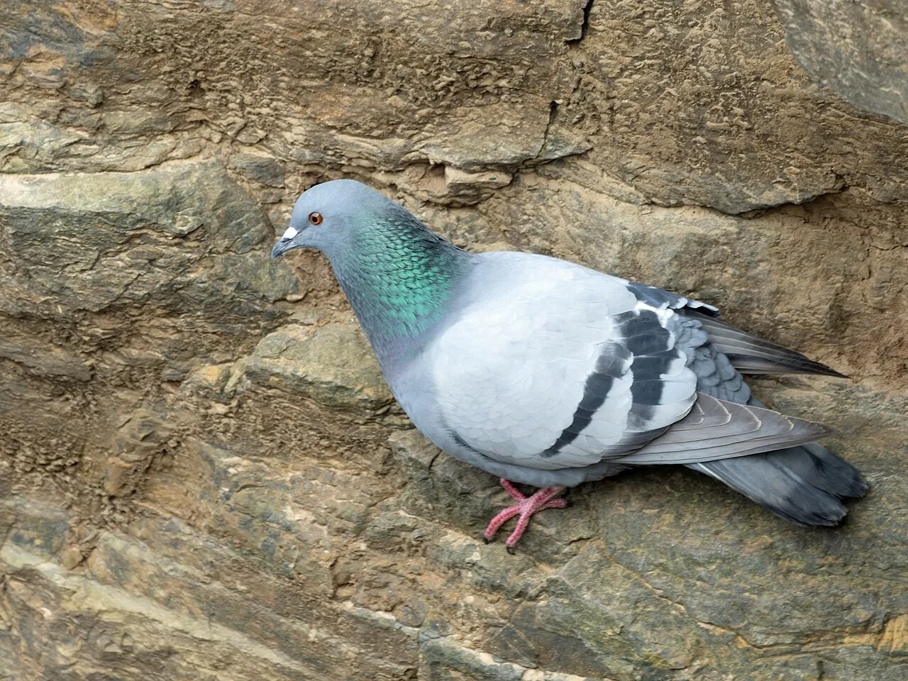 Pigeon biset (Columba livia) — photo vertébré