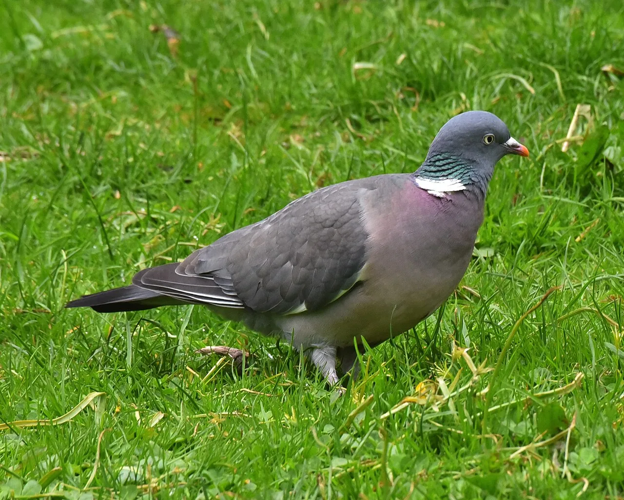 Pigeon ramier (Columba palumbus) — photo vertébré