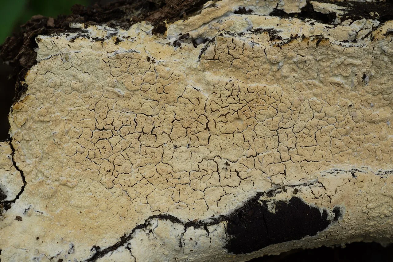 Conferticium ochraceum (Conferticium ochraceum) — photo mycologique