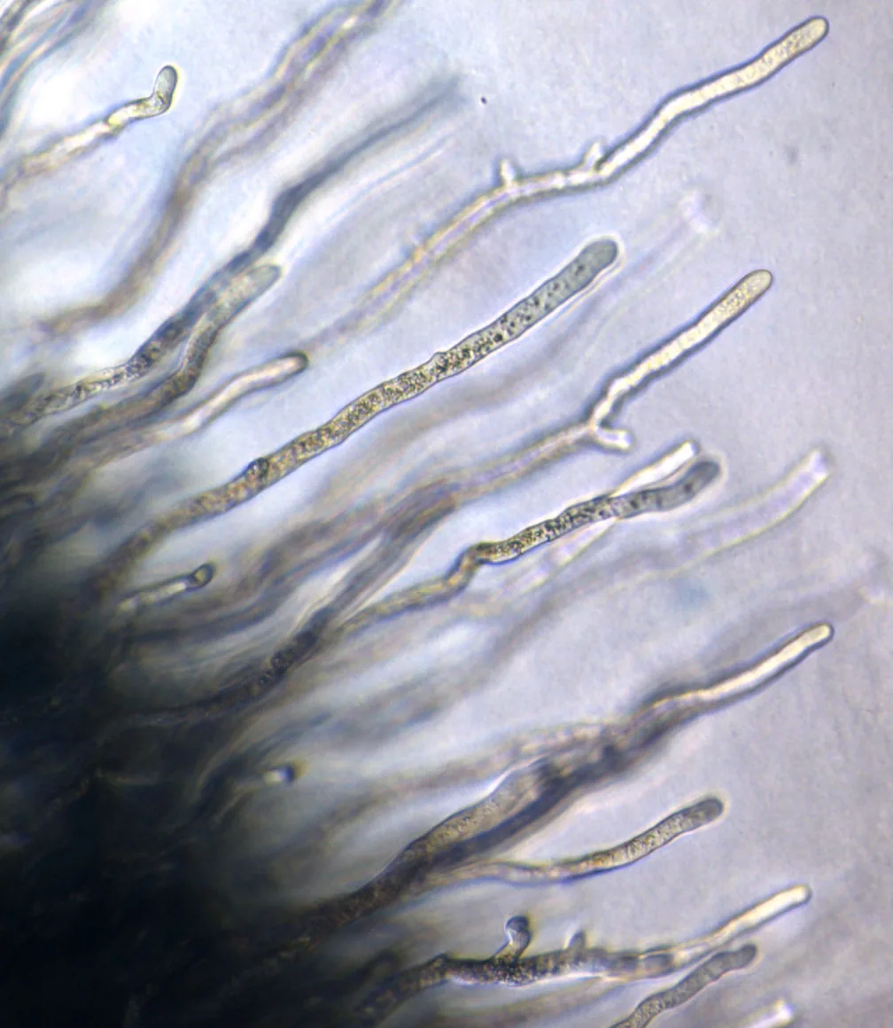 Conidiobolus antarcticus (Conidiobolus antarcticus) — photo mycologique