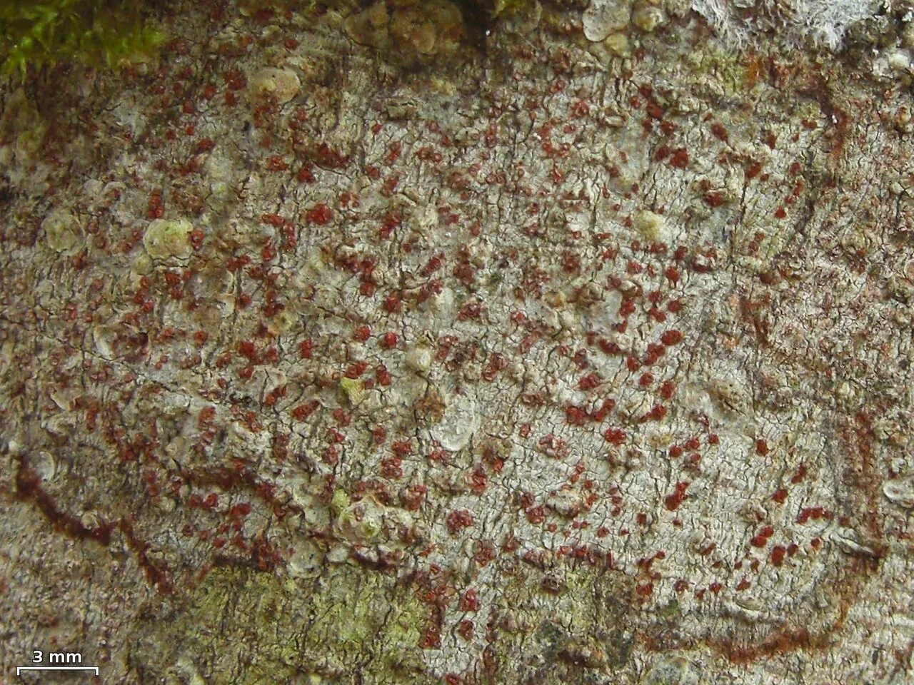 Coniocarpon tuckermanianum (Coniocarpon tuckermanianum) — photo mycologique
