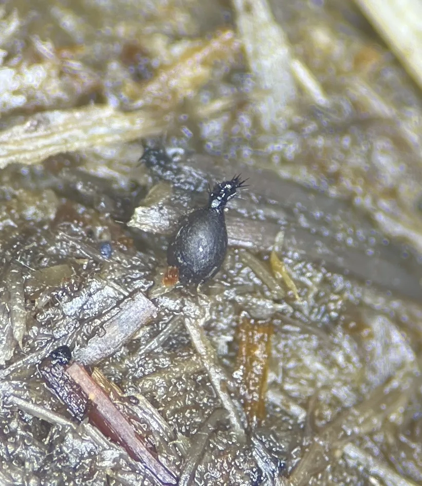 Coniochaeta philocoproides (Coniochaeta philocoproides) — photo mycologique