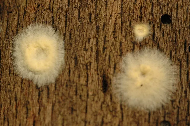 Coniophora puteana (Coniophora puteana) — photo mycologique