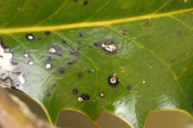 Coniothyrium mate (Coniothyrium mate) — photo mycologique