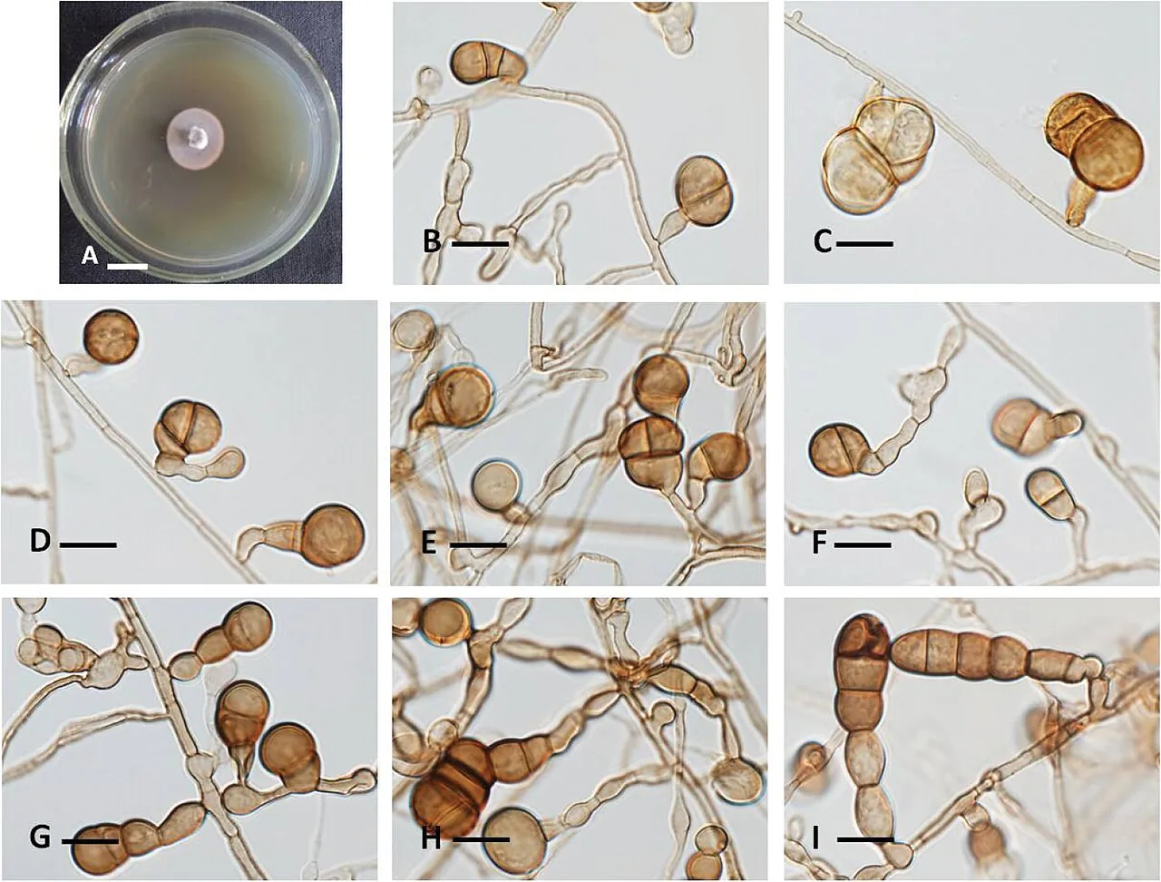 Conlarium indicum (Conlarium indicum) — photo mycologique