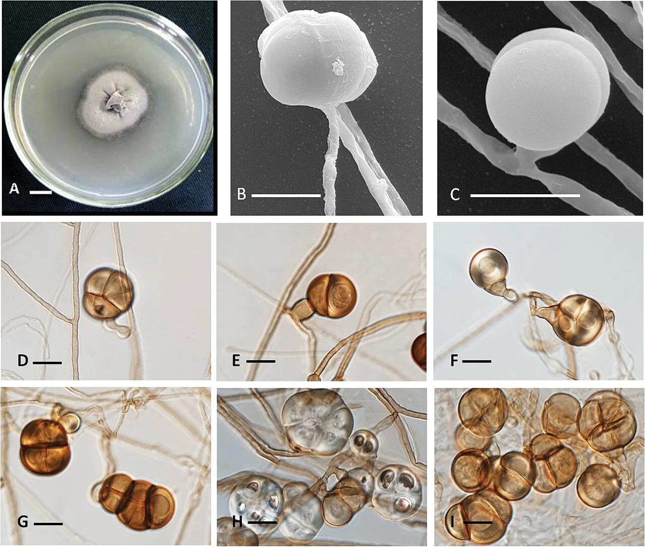 Conlarium nanningense (Conlarium nanningense) — photo mycologique