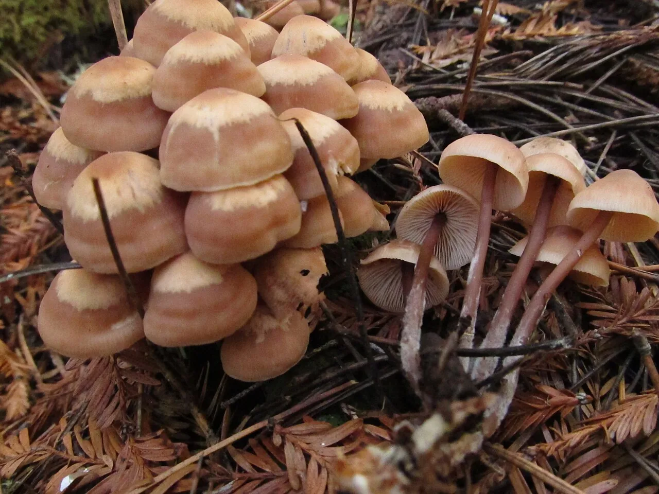 Connopus acervatus (Connopus acervatus) — photo mycologique