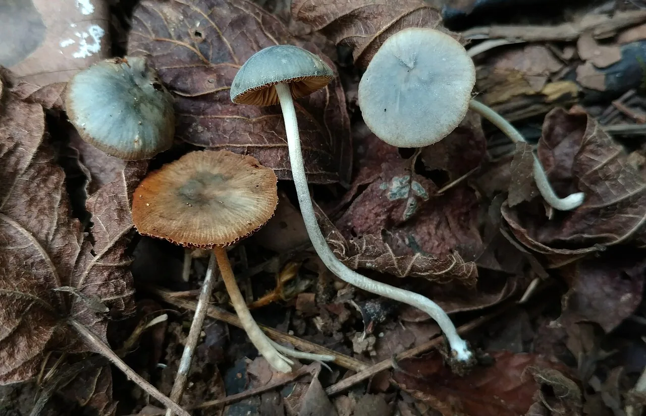 Conocybe aeruginosa (Conocybe aeruginosa) — photo mycologique