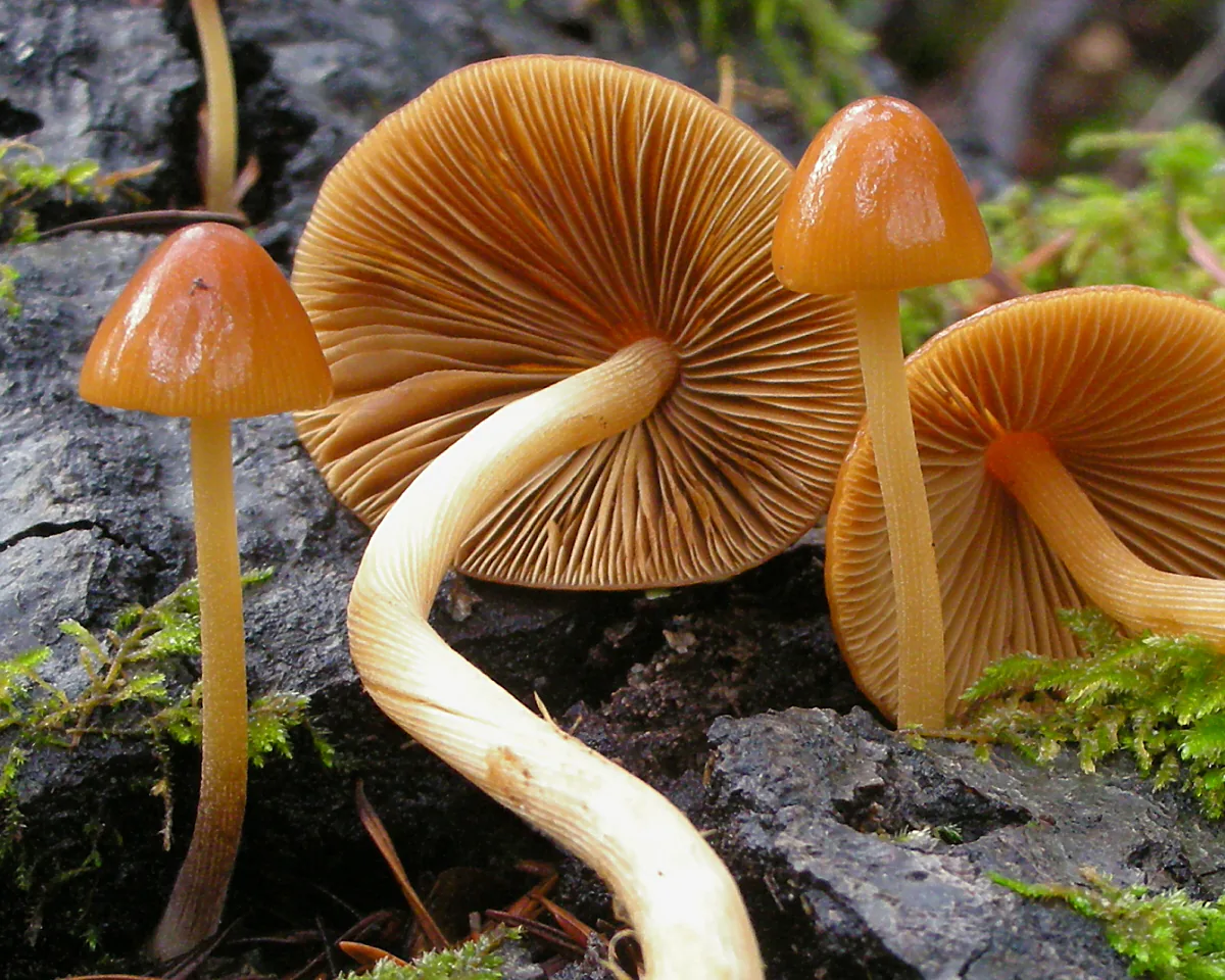 Conocybe affinis (Conocybe affinis) — photo mycologique