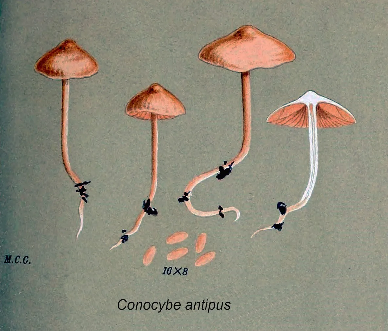 Conocybe antipus (Conocybe antipus) — photo mycologique