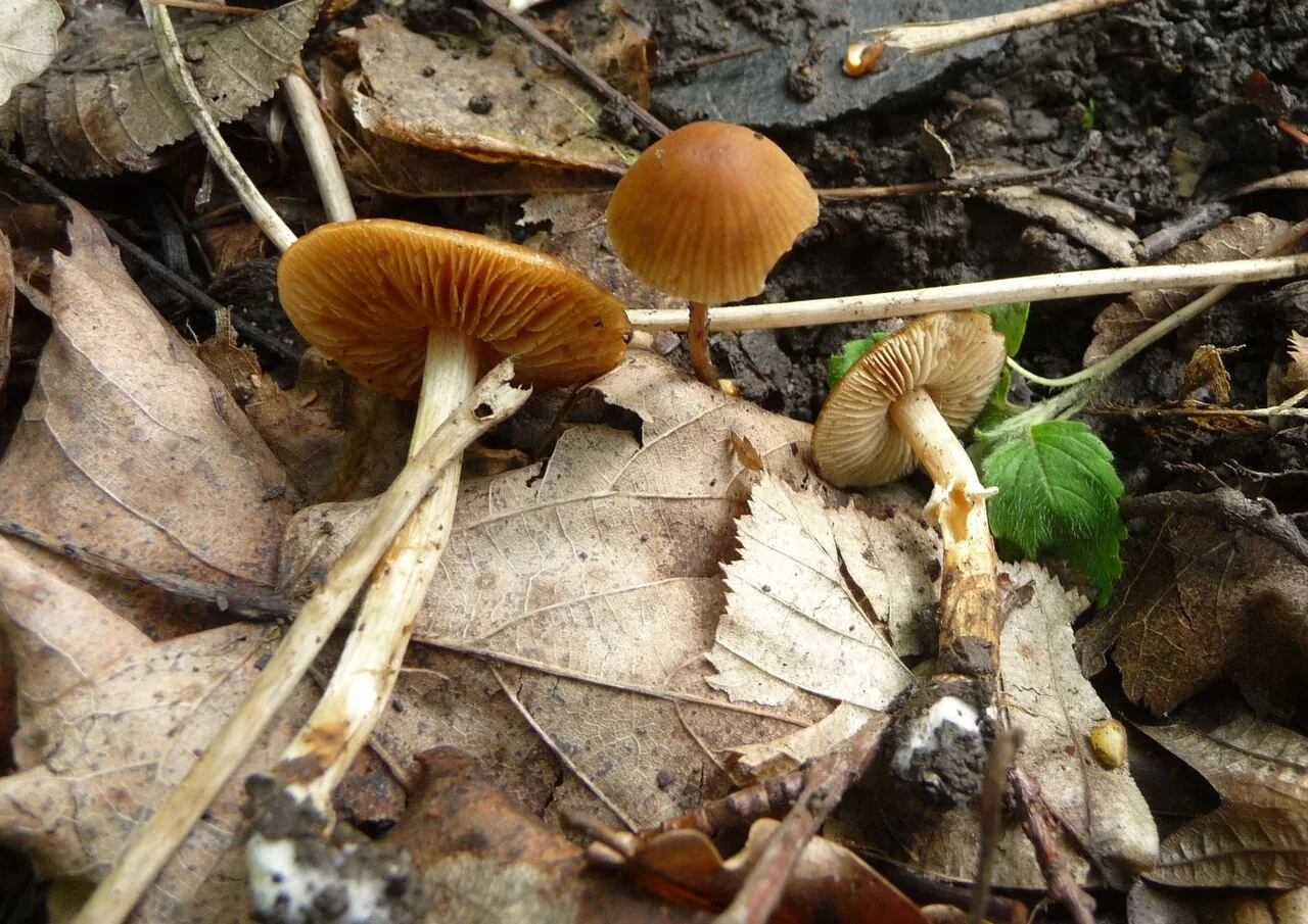 Conocybe aporos (Conocybe aporos) — photo mycologique
