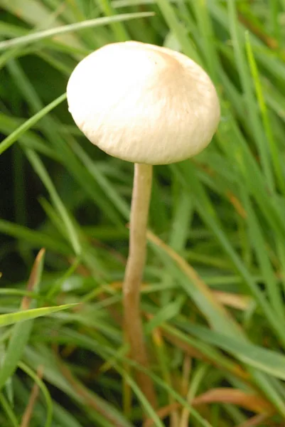 Conocybe coprophila (Conocybe coprophila) — photo mycologique