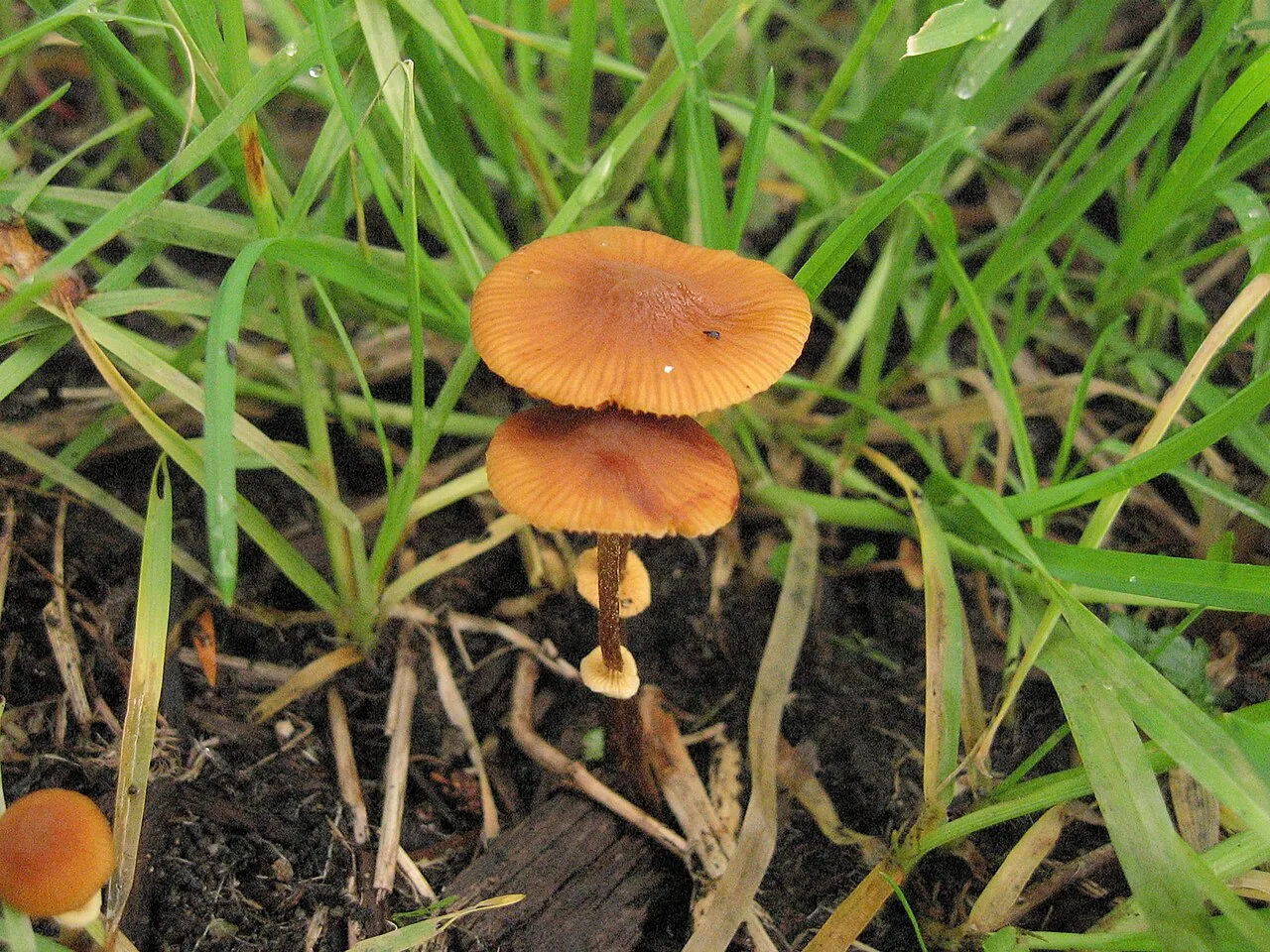 Conocybe filaris (Conocybe filaris) — photo mycologique