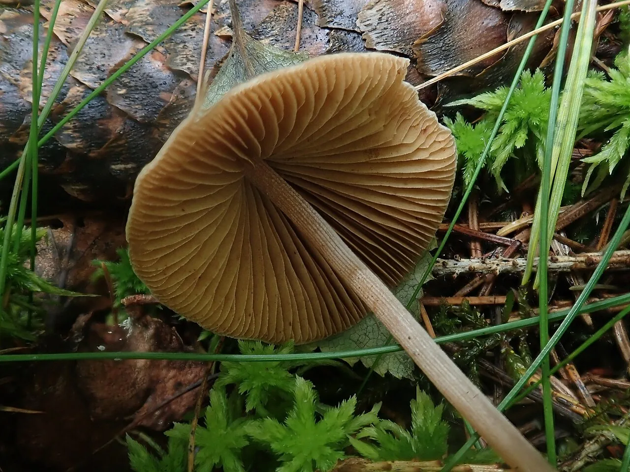 Conocybe fuscimarginata (Conocybe fuscimarginata) — photo mycologique