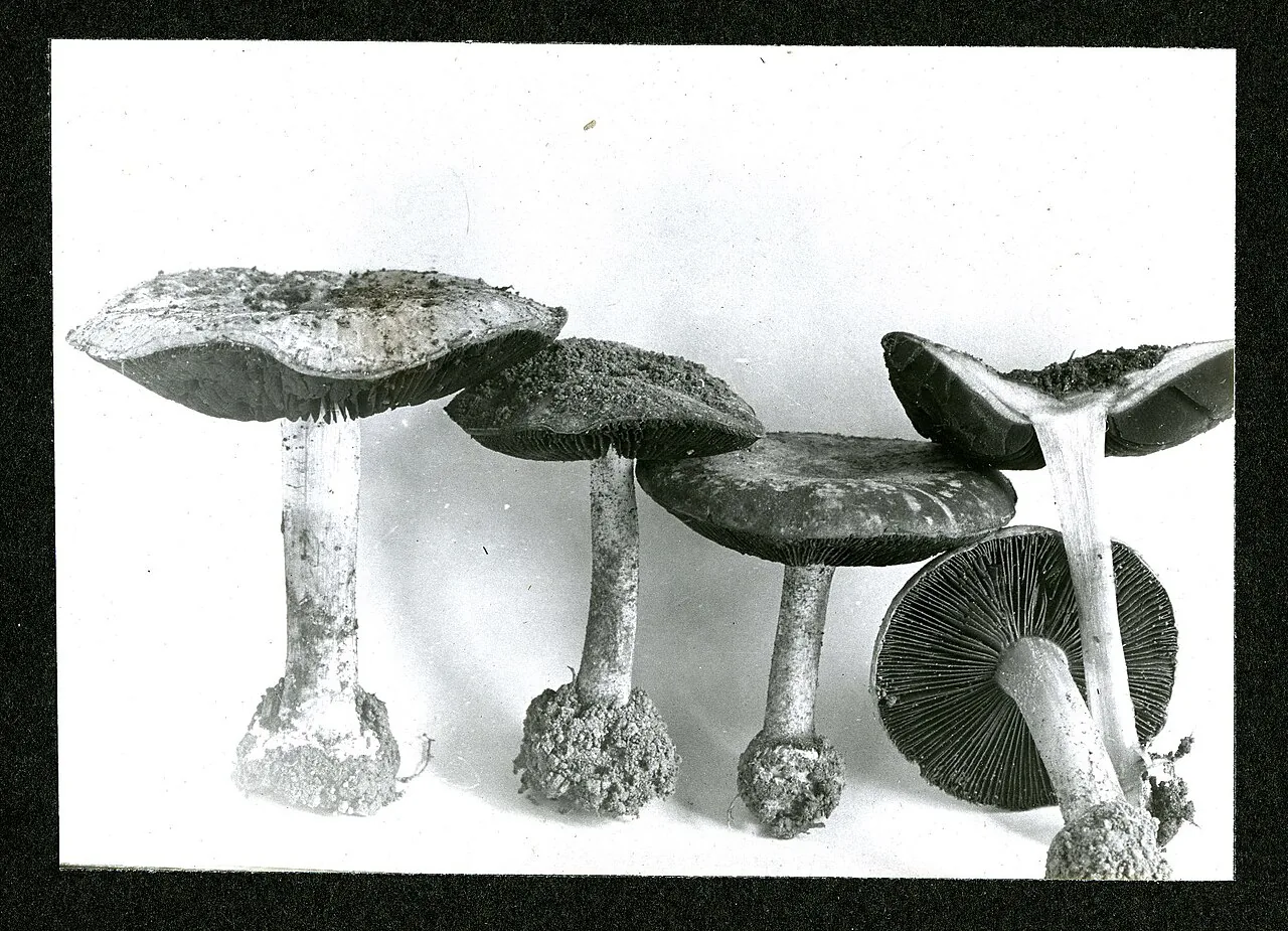 Conocybe intrusa (Conocybe intrusa) — photo mycologique