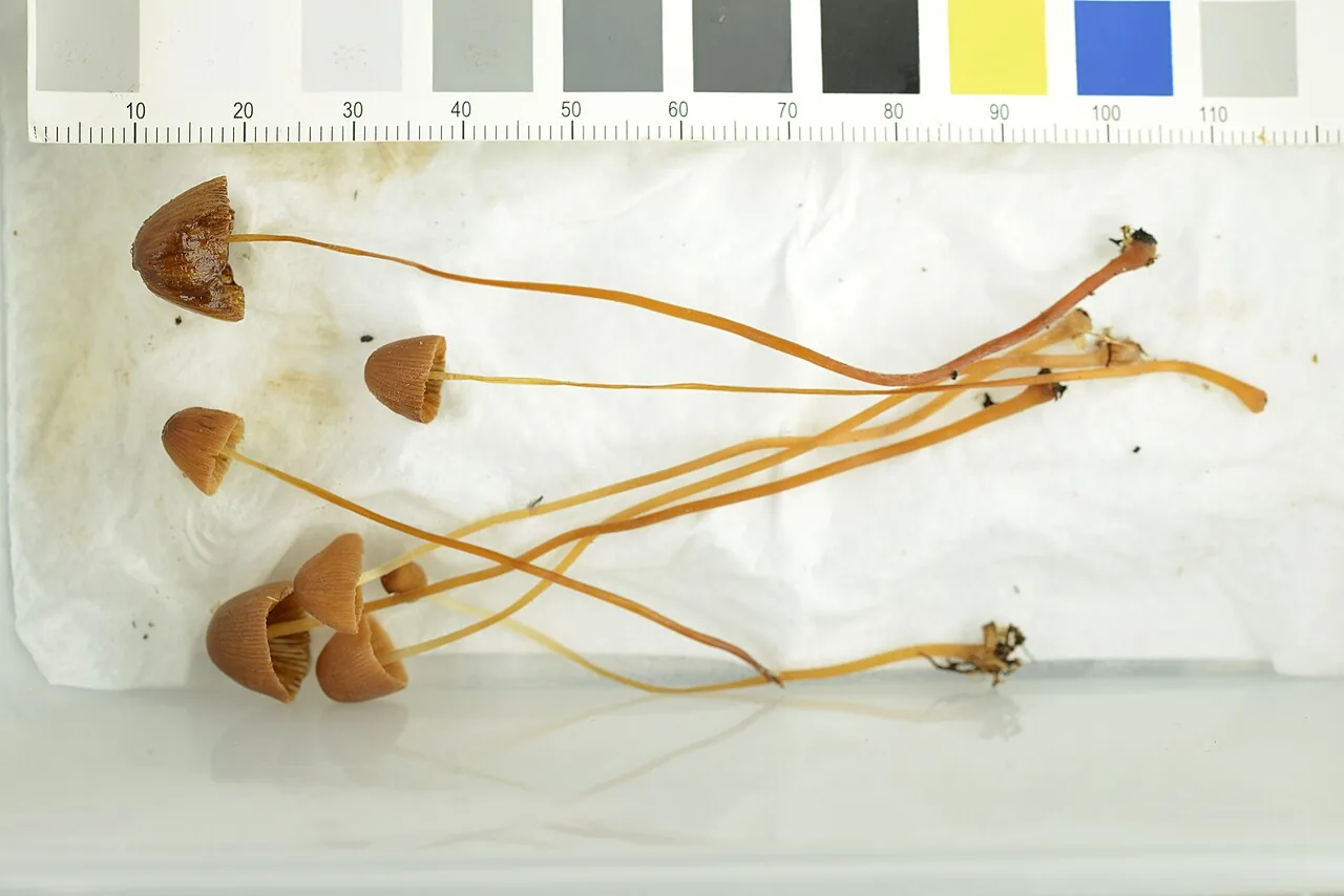 Conocybe lenticulospora (Conocybe lenticulospora) — photo mycologique