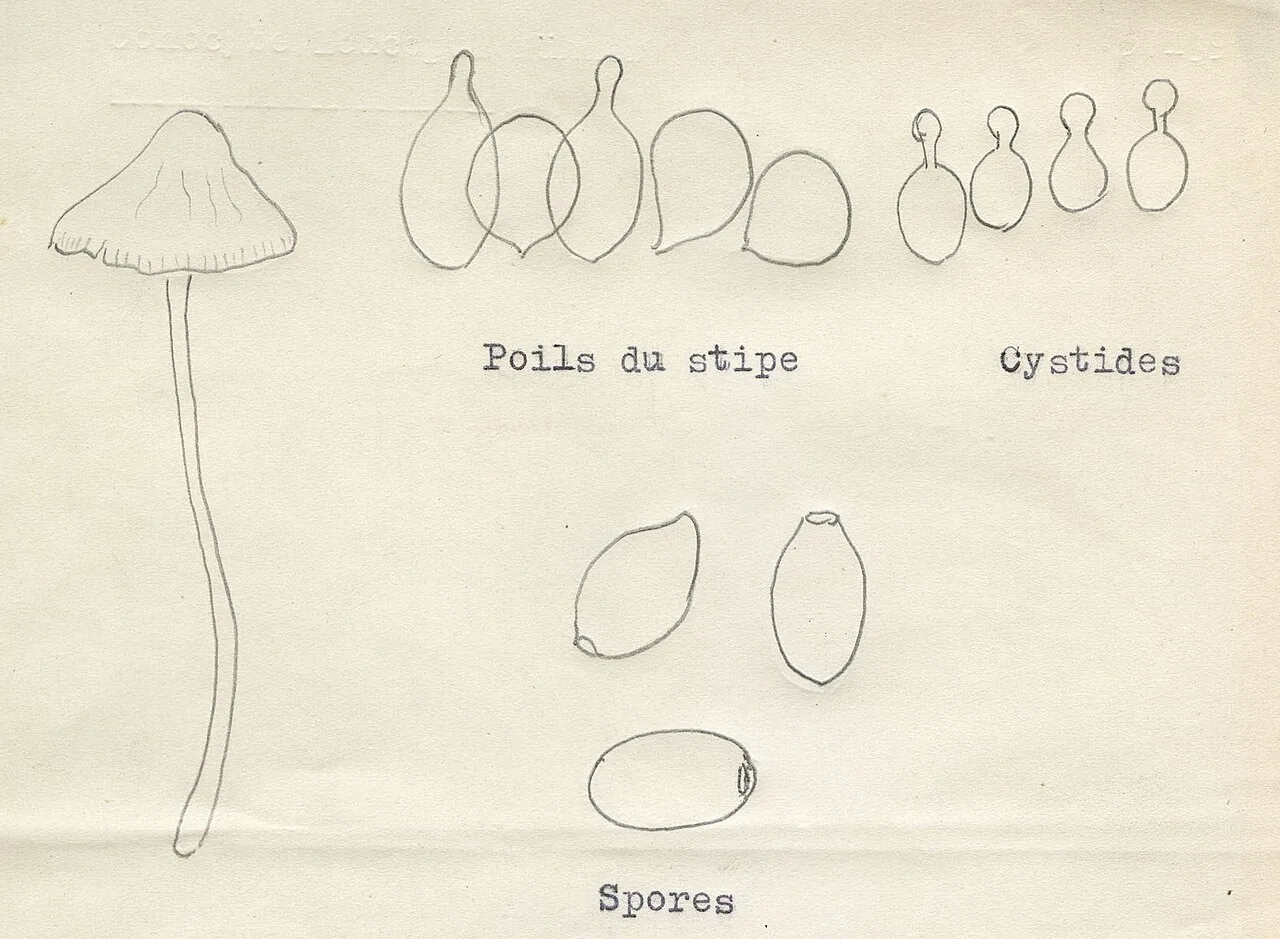 Conocybe leucopus (Conocybe leucopus) — photo mycologique