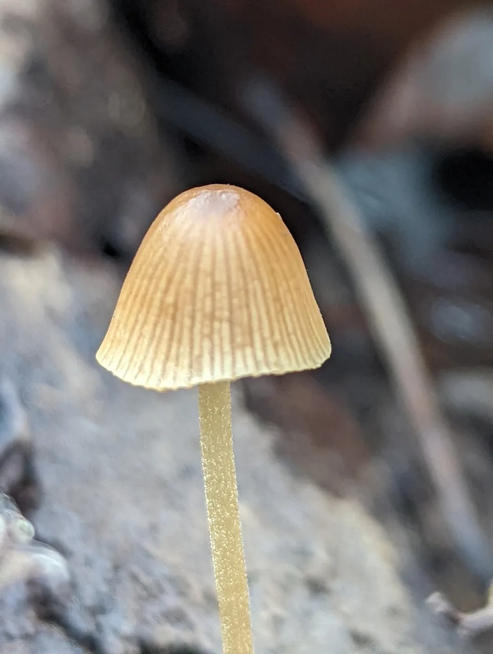 Conocybe macrospora (Conocybe macrospora) — photo mycologique