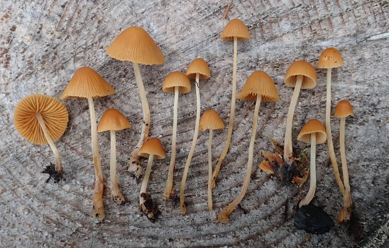Conocybe mairei (Conocybe mairei) — photo mycologique
