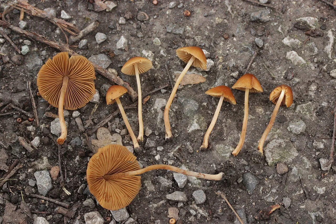 Conocybe mesospora (Conocybe mesospora) — photo mycologique