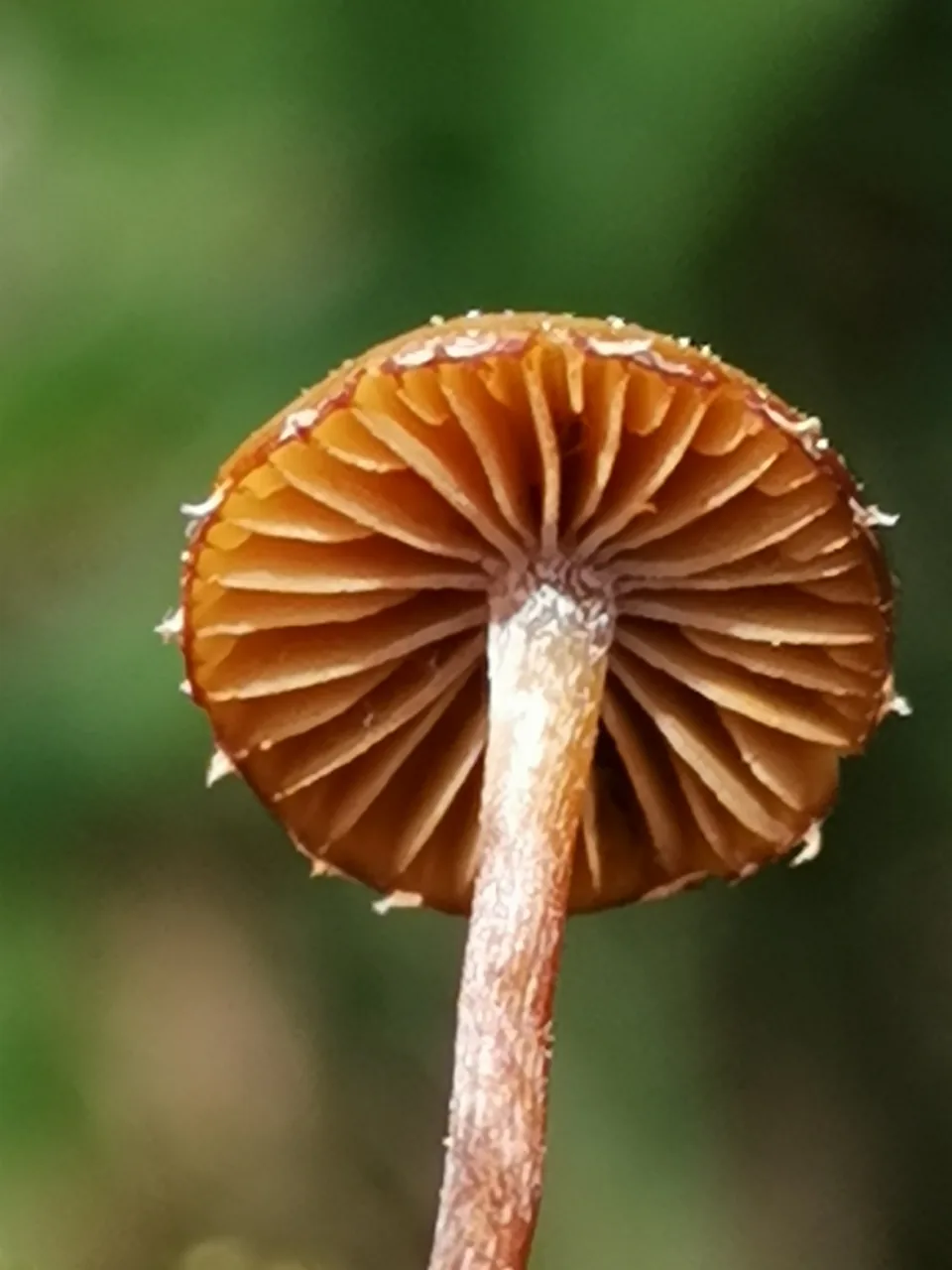 Conocybe nemoralis (Conocybe nemoralis) — photo mycologique
