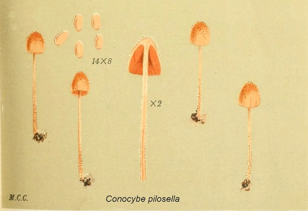 Conocybe pilosella (Conocybe pilosella) — photo mycologique
