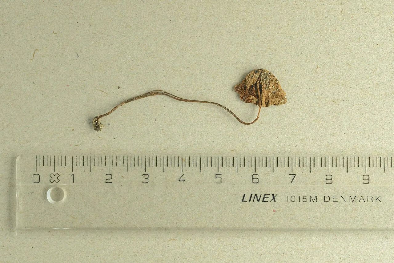 Conocybe pseudocrispa (Conocybe pseudocrispa) — photo mycologique