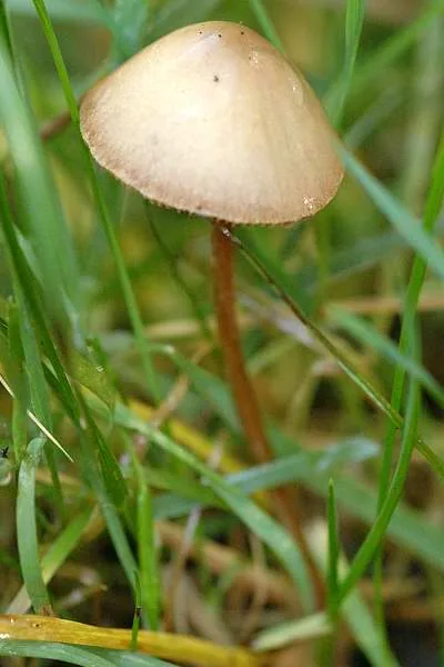 Conocybe rickeniana (Conocybe rickeniana) — photo mycologique