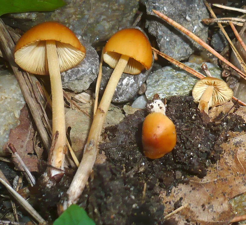 Conocybe subovalis (Conocybe subovalis) — photo mycologique