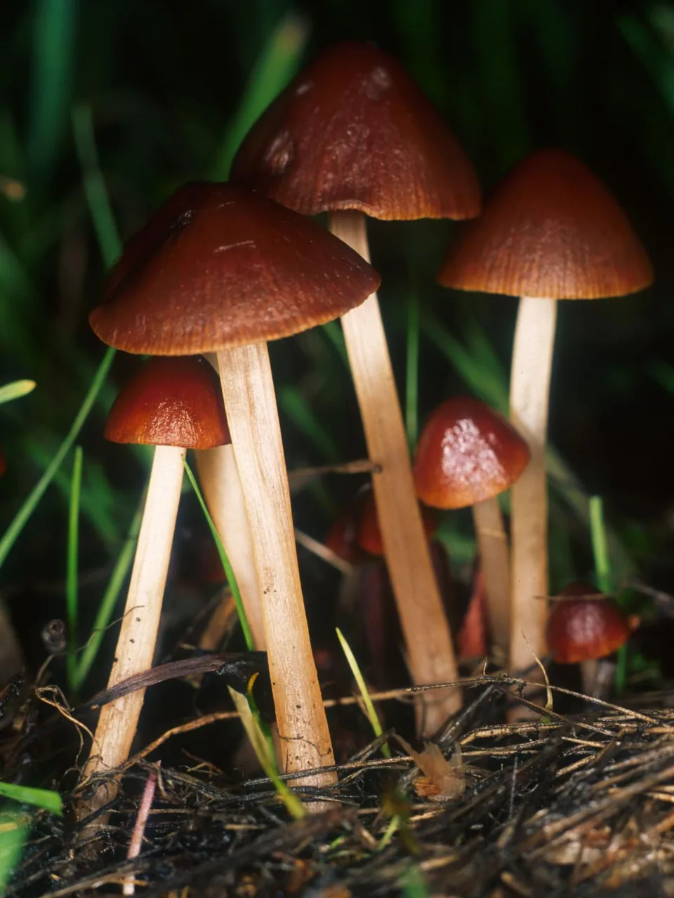 Conocybe tenera (Conocybe tenera) — photo mycologique