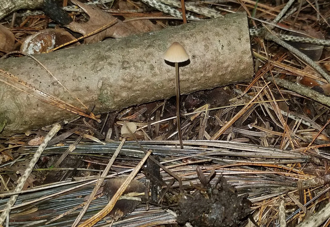Conocybe velutipes (Conocybe velutipes) — photo mycologique