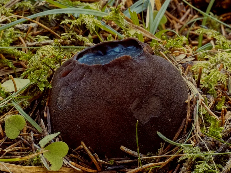 Conoplea fusca (Conoplea fusca) — photo mycologique