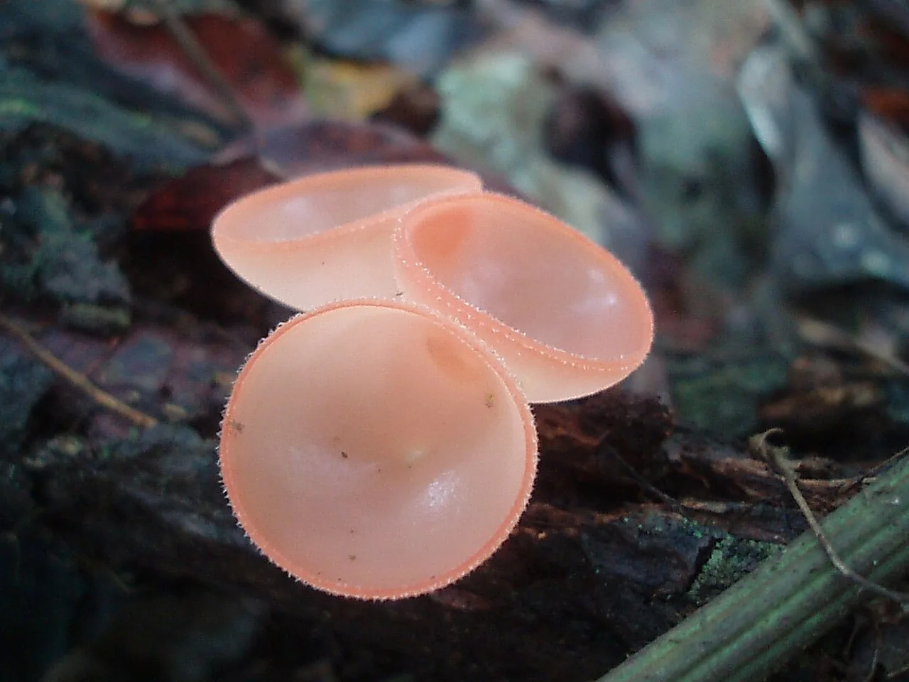 Cookeina colensoiopsis (Cookeina colensoiopsis) — photo mycologique