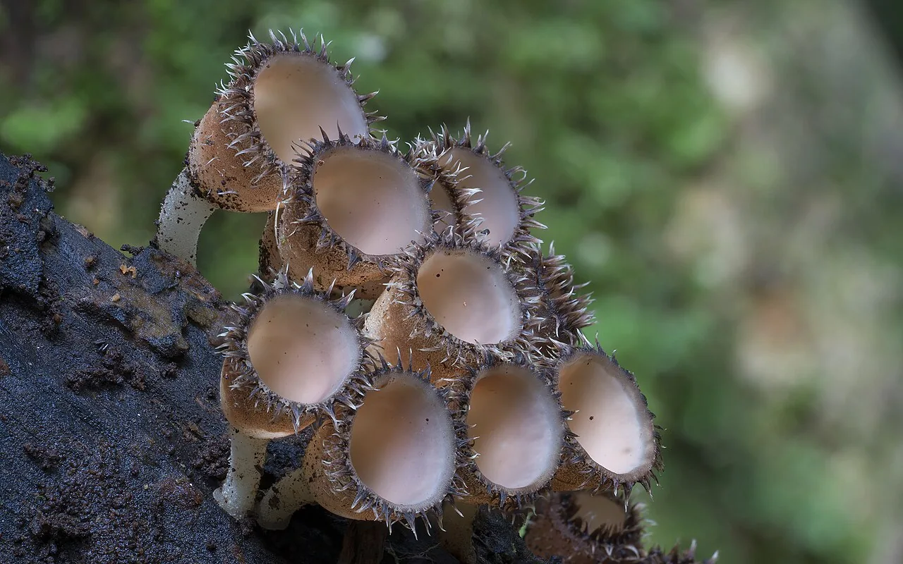 Cookeina insititia (Cookeina insititia) — photo mycologique