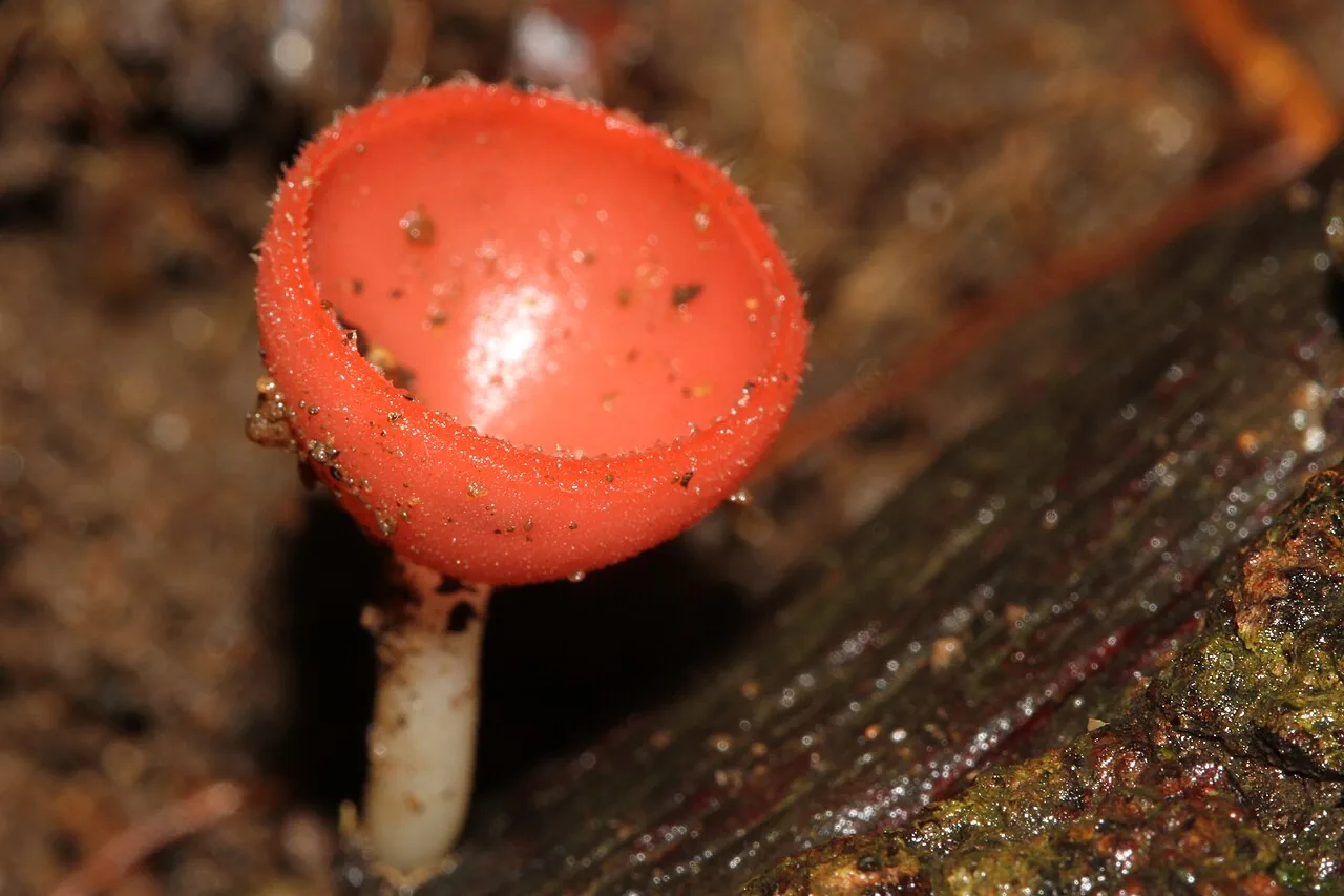 Cookeina speciosa (Cookeina speciosa) — photo mycologique