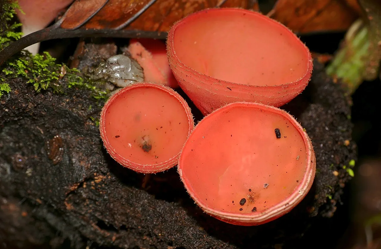 Cookeina sulcipes (Cookeina sulcipes) — photo mycologique