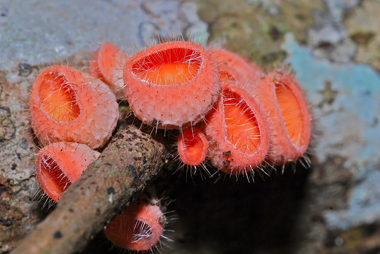 Cookeina tricholoma (Cookeina tricholoma) — photo mycologique