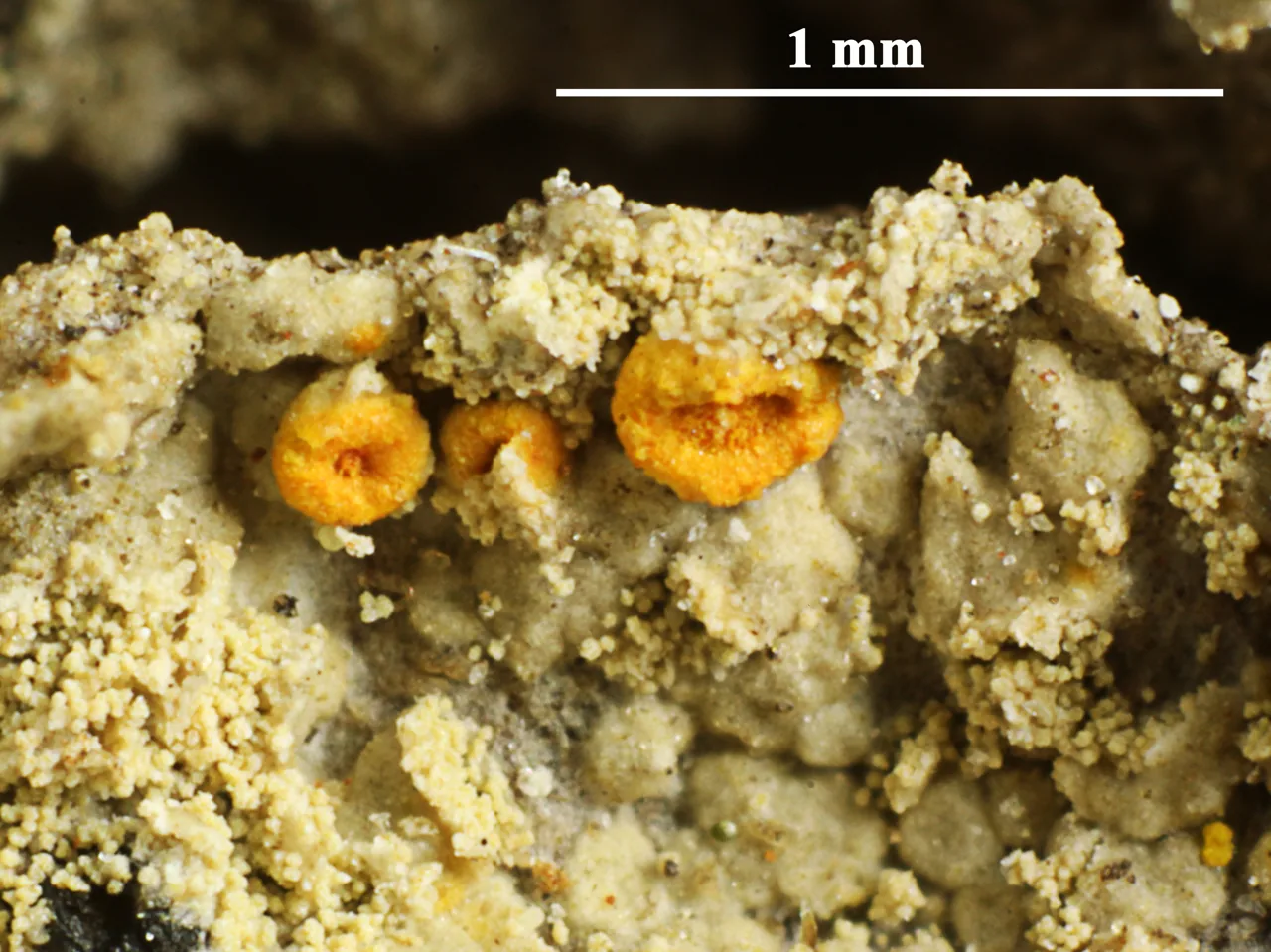 Coppinsiella ulcerosa (Coppinsiella ulcerosa) — photo mycologique