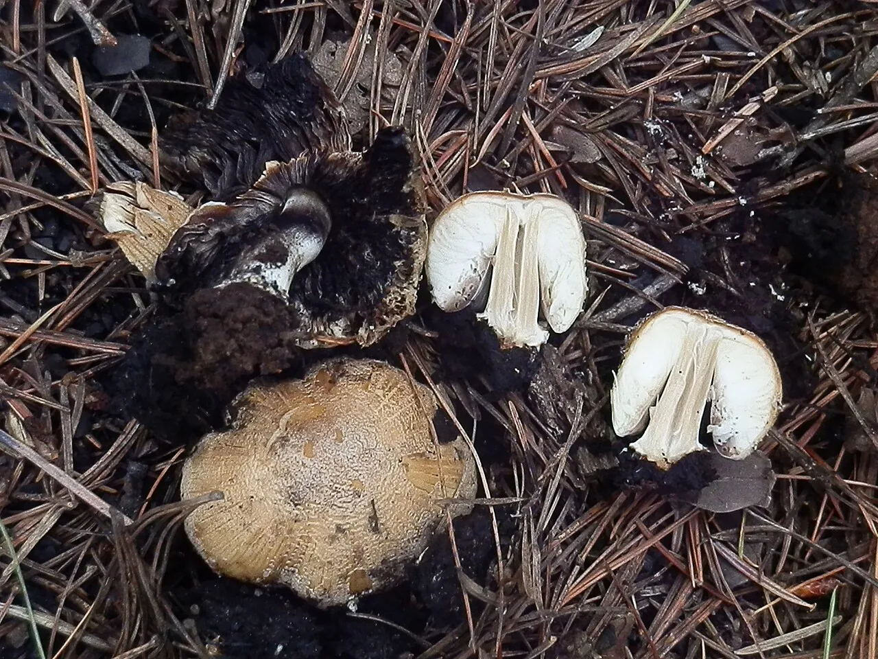 Coprinellus bipellis (Coprinellus bipellis) — photo mycologique