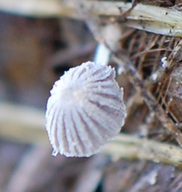 Coprinellus curtus (Coprinellus curtus) — photo mycologique