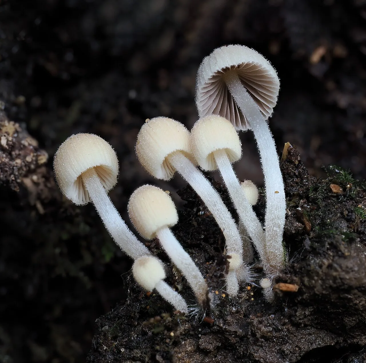 Coprinellus disseminatus (Coprinellus disseminatus) — photo mycologique